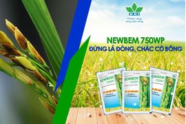 CÓ NEWBEM 750WP ĐỨNG LÁ ĐÒNG, CHẮC CỔ BÔNG