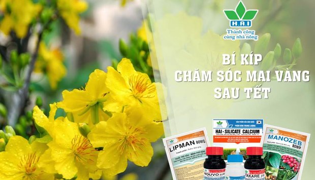 CHĂM SÓC MAI VÀNG SAU TẾT