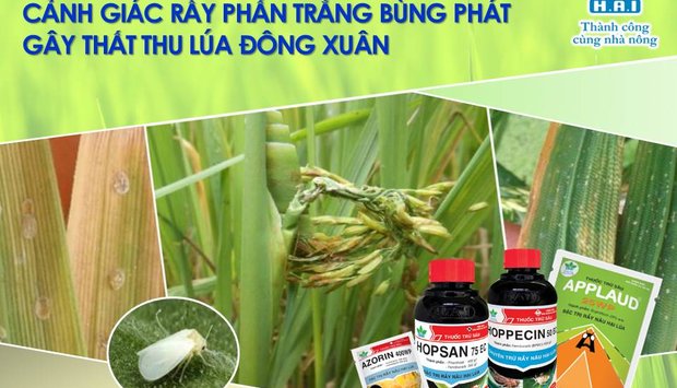 CẢNH GIÁC RẦY PHẤN TRẮNG BÙNG PHÁT GÂY THẤT THU NĂNG SUẤT LÚA ĐÔNG XUÂN
