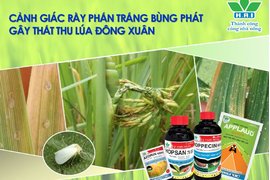 CẢNH GIÁC RẦY PHẤN TRẮNG BÙNG PHÁT GÂY THẤT THU NĂNG SUẤT LÚA ĐÔNG XUÂN