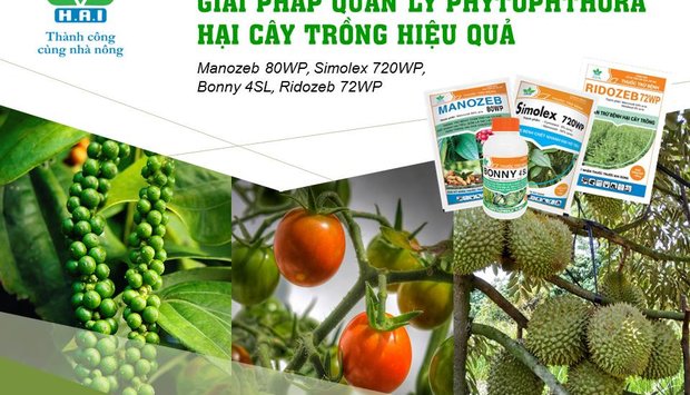 GIẢI PHÁP QUẢN LÝ PHYTOPHTHORA HẠI CÂY TRỒNG HIỆU QUẢ