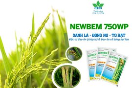 NEWBEM 750WP - XANH LÁ ĐÒNG NO TO HẠT