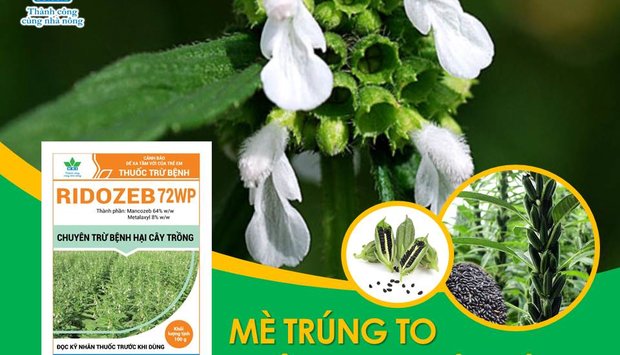THUỐC TRỪ BỆNH RIDOZEB 72WP - CHUYÊN GIA TRỪ BỆNH THỐI GỐC HẠI MÈ (VỪNG)