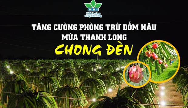 TĂNG CƯỜNG PHÒNG TRỪ BỆNH ĐÓM NÂU TRONG MÙA THANH LONG CHONG ĐÈN