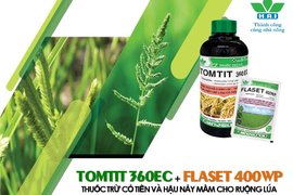 GIẢI PHÁP QUẢN LÝ CỎ DẠI CHO LÚA HÈ THU 2022