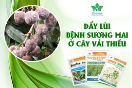 ĐẨY LÙI BỆNH SƯƠNG MAI Ở CÂY VẢI THIỀU
