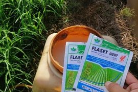 FLASET 400WP - AN TOÀN, TIỆN DỤNG! QUẢN LÝ TRIỆT ĐỂ CỎ LỒNG VỰC (CỎ GẠO), CHÁC LÁC VÀ LÁ RỘNG TRÊN RUỘNG LÚA