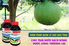 QUẢN LÝ HIỆU QUẢ SÂU ĐỤC TRÁI HẠI CÂY CÓ MÚI