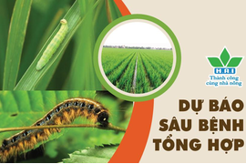 DỰ BÁO SÂU BỆNH TUẦN TỚI & GIẢI PHÁP QUẢN LÝ HIỆU QUẢ