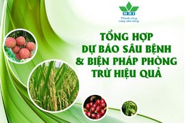 DỰ BÁO DỊCH HẠI CHỦ YẾU TRONG TUẦN VÀ GIẢI PHÁP QUẢN LÝ HIỆU QUẢ