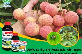 CHỦ ĐỘNG QUẢN LÝ BỌ XÍT MUỖI TRÊN VẢI THIỀU GIAI ĐOẠN TÁCH HOA ĐẬU QUẢ