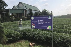 NÔNG DƯỢC HAI TĂNG CƯỜNG THỰC HIỆN MÔ HÌNH SỬ DỤNG SẢN PHẨM SINH HỌC TRÊN CHÈ