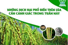 CẢNH GIÁC VỚI CÁC DỊCH TRÊN LÚA KHU VỰC PHÍA NAM TRONG TUẦN