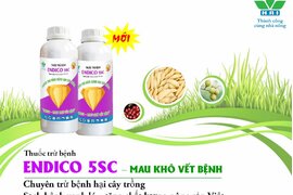 NÔNG DƯỢC HAI RA MẮT SẢN PHẨM THUỐC TRỪ BỆNH ENDICO 5SC - MAU KHÔ VẾT BỆNH