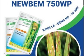 CẢNH GIÁC PHÒNG TRỪ BỆNH ĐẠO ÔN GÂY HẠI LÚA HÈ THU