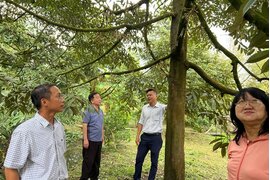 GIẢI PHÁP PHỤC HỒI VƯỜN SẦU RIÊNG SAU THU HOẠCH