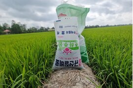 PHÂN BÓN TRUNG VI LƯỢNG HAI-SILICATE CALCIUM (SCF) GIẢI PHÁP CHO LÚA HÈ THU XANH MƯỚT NGAY TỪ ĐẦU VỤ