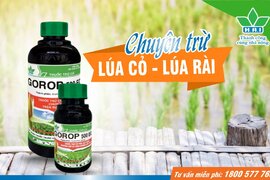 NÔNG DƯỢC HAI BẬT MÍ BÍ KÍP DIỆT SẠCH LÚA CỎ, LÚA RÀI CHO LÚA HÈ THU PHÁT TRIỂN XANH TỐT CỦA BÀ CON MIỀN TÂY