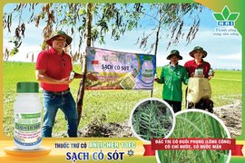 Chọn ANLICHER 10EC - Lúa sạch cỏ, nhẹ công chăm sóc đầu vụ