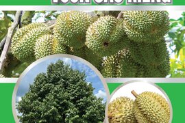 NÔNG DƯỢC HAI chia sẻ Giải pháp phục hồi và quản lý dịch hại tổng hợp trên cây Sầu Riêng