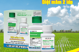 ĐÃ CÓ RAINBOW - CỎ NÀO SỐNG NỔI