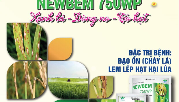 NGĂN CHẶN ĐẠO ÔN BÙNG PHÁT GÂY HẠI LÚA ĐÔNG XUÂN VỚI NEWBEM 750WP