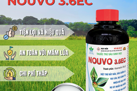 GIẢI PHÁP NÀO TRỪ ỐC HẠI LÚA HIỆU QUẢ NHANH MÀ KHÔNG ẢNH HƯỞNG ĐẾN MẦM LÚA