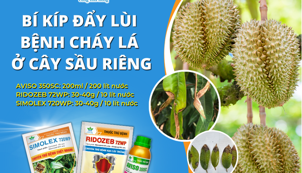 BÍ KÍP ĐẨY LÙI NHANH CHÓNG BỆNH CHÁY LÁ Ở CÂY SẦU RIÊNG