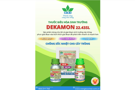 "BÍ QUYẾT" MẠ KHỎE - KHÔNG LO NGHẸN RỄ VỚI DEKAMON 22.43SL 