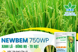 TẠI SAO VỤ HÈ THU LÚA THƯỜNG BỊ “SỤP MẶT” 