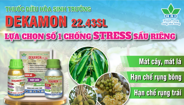 DEKAMON 22.43SL - LỰA CHỌN SỐ 1 CHỐNG STRESS CHO CÂY SẦU RIÊNG