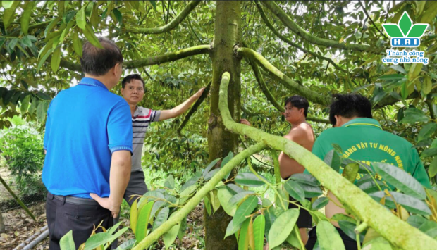 GIẢI PHÁP TỪ HAI - BÍ QUYẾT GIÚP VƯỜN SẦU RIÊNG PHỤC HỒI NHANH, CÂY KHỎE, LÁ XANH BÓNG