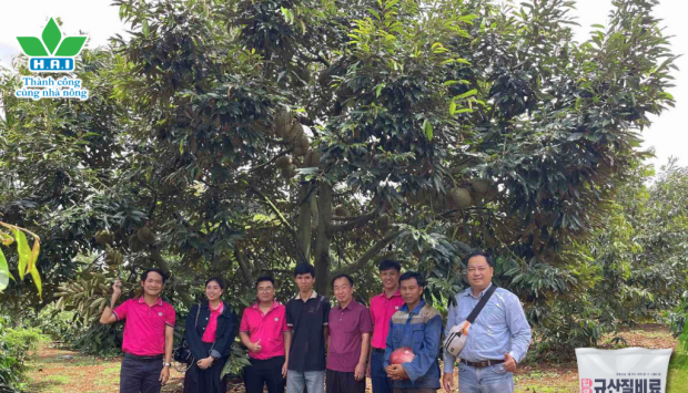 NÔNG DÂN ĐẮK LẮK PHẤN KHỞI CHIA SẺ “BÍ KÍP” GIÚP NĂNG SUẤT SẦU RIÊNG TĂNG GẤP ĐÔI