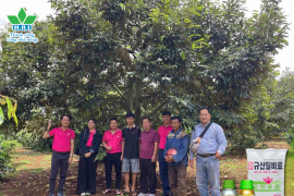 NÔNG DÂN ĐẮK LẮK PHẤN KHỞI CHIA SẺ “BÍ KÍP” GIÚP NĂNG SUẤT SẦU RIÊNG TĂNG GẤP ĐÔI