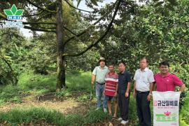 SCF - ĐỒNG HÀNH CÙNG NÔNG DÂN NÂNG TẦM NĂNG SUẤT VƯỜN SẦU RIÊNG