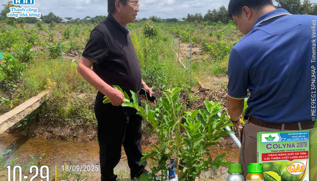 HAI - BÍ QUYẾT GIÚP VƯỜN SẦU RIÊNG “HỒI SINH” SAU MƯA KÉO DÀI