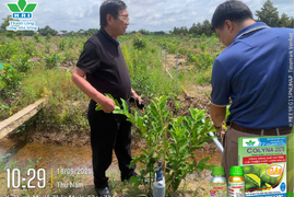 HAI - BÍ QUYẾT GIÚP VƯỜN SẦU RIÊNG “HỒI SINH” SAU MƯA KÉO DÀI