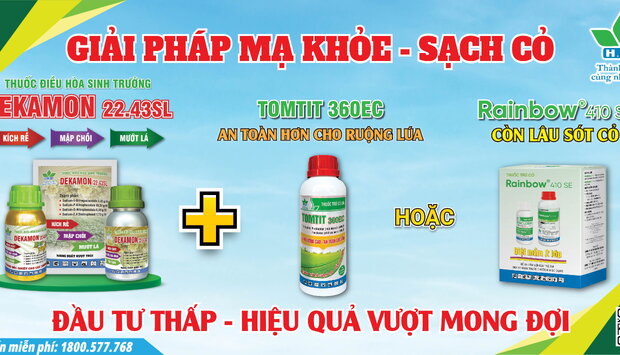 GIẢI PHÁP TỐI ƯU ĐẦU VỤ MẠ KHỎE - SẠCH CỎ
