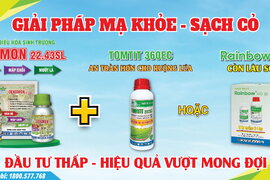 GIẢI PHÁP TỐI ƯU ĐẦU VỤ MẠ KHỎE - SẠCH CỎ