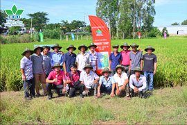 HAI RA MẮT BỘ BA LÚA SẠCH BỆNH - SÁNG BÔNG - TĂNG NĂNG SUẤT TRÊN CÂY LÚA