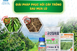 GIẢI PHÁP PHỤC HỒI CÂY TRỒNG SAU MƯA LŨ