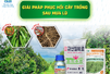 GIẢI PHÁP PHỤC HỒI CÂY TRỒNG SAU MƯA LŨ