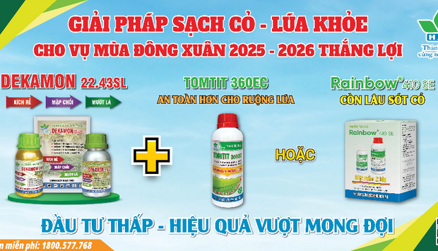 GIẢI PHÁP SẠCH CỎ - LÚA KHỎE CHO VỤ MÙA ĐÔNG XUÂN 2025 - 2026 THÀNH CÔNG
