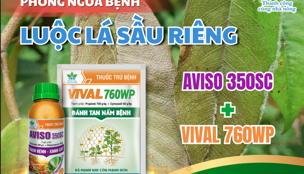 CẢNH BÁO  CHÁY LÁ – CHẾT NGƯỢC CÀNH (LUỘC LÁ) SẦU RIÊNG BÙNG PHÁT NẶNG TẠI ĐẮK LẮK