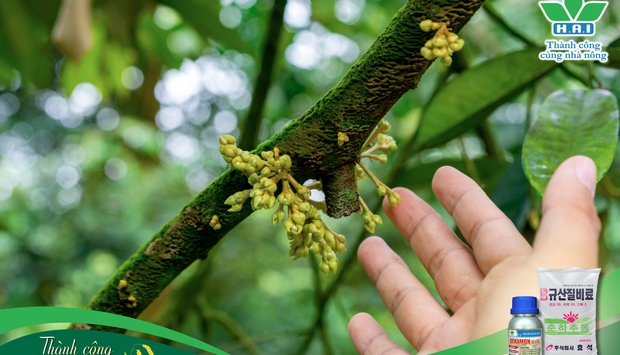 DƯỠNG CÂY SẦU RIÊNG ĐÚNG CÁCH VỚI SILICATE CALCIUM (SCF) + DEKAMONDƯỠNG CÂY SẦU RIÊNG ĐÚNG CÁCH VỚI SILICATE CALCIUM (SCF) + DEKAMON