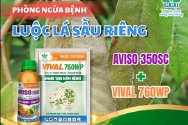 CẢNH BÁO  CHÁY LÁ – CHẾT NGƯỢC CÀNH (LUỘC LÁ) SẦU RIÊNG BÙNG PHÁT NẶNG TẠI ĐẮK LẮK