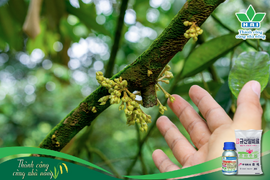 DƯỠNG CÂY SẦU RIÊNG ĐÚNG CÁCH VỚI SILICATE CALCIUM (SCF) + DEKAMONDƯỠNG CÂY SẦU RIÊNG ĐÚNG CÁCH VỚI SILICATE CALCIUM (SCF) + DEKAMON