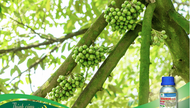 DEKAMON 22.43SL – TRỢ LỰC LÀM BÔNG SẦU RIÊNG