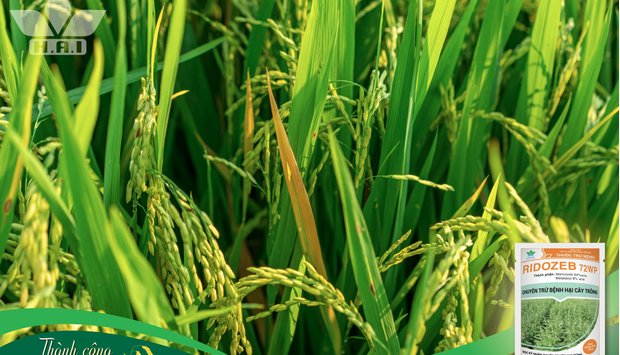 VÀNG LÁ CHÍN SỚM TRÊN LÚA – ĐỪNG CHỦ QUAN!